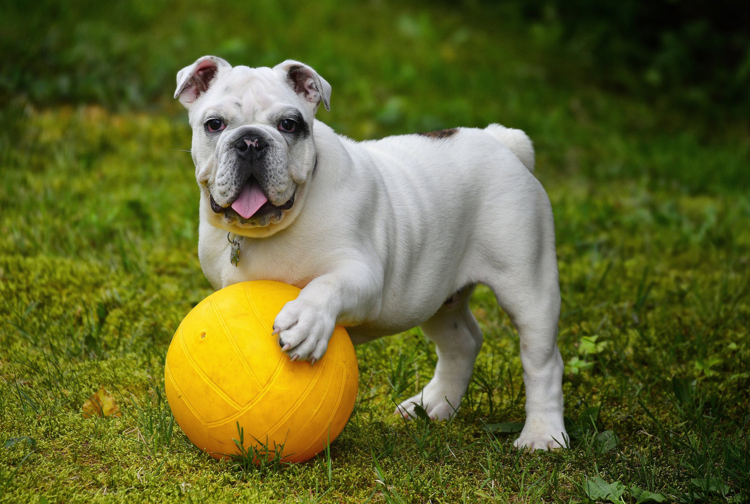 Paws & Play